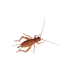 Adult Crickets